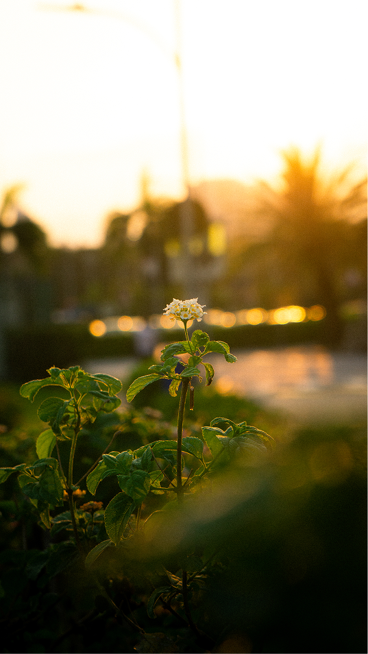 Pôr do sol dourado